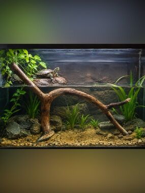 Natural Driftwood – Aquarium / Terrarium Decor (18” x 13”)